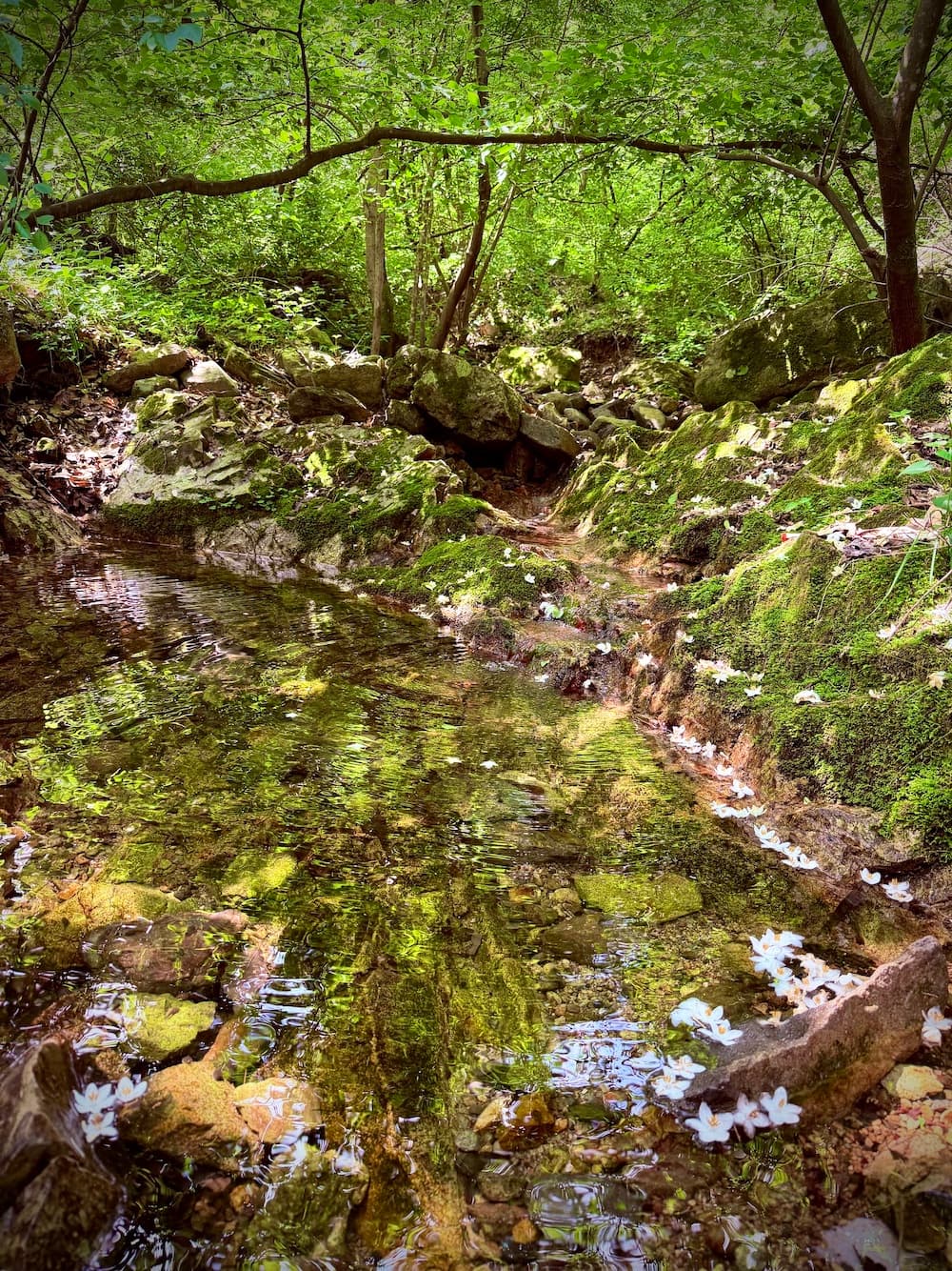 ananda-karnika-forest 아난다 꺼르니까 주변의 숲이 우거진 산